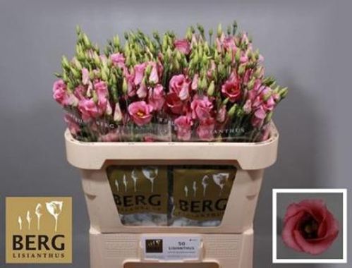 produktbild för Lisianthus Piccolo