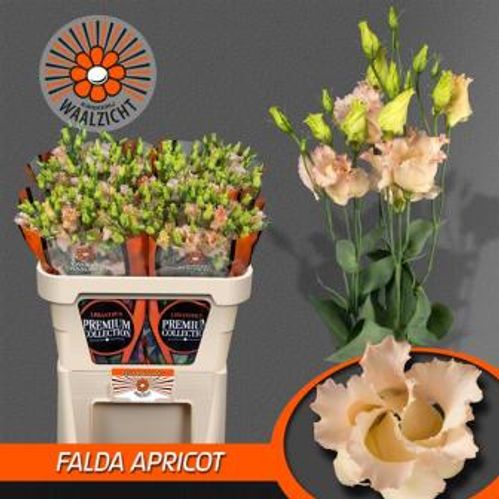 produktbild för Lisianthus Falda Apricot Piccolo