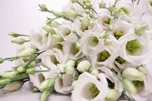 produktbild för Lisianthus Piccolo