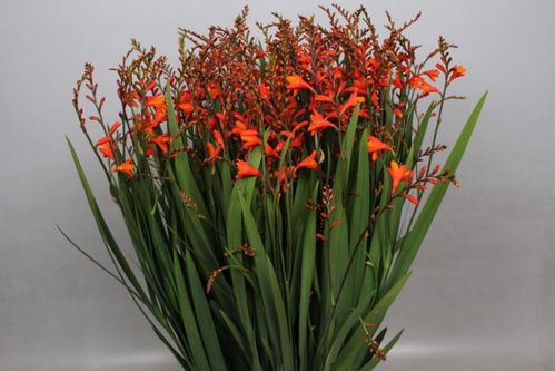 produktbild för Crocosmia Red King