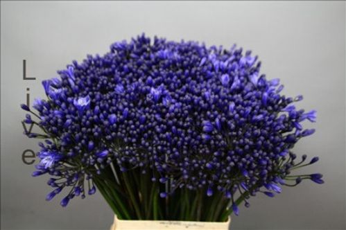 produktbild för Agapanthus