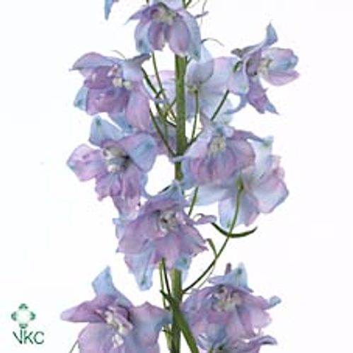 produktbild för Delphinium El Guardien lavender