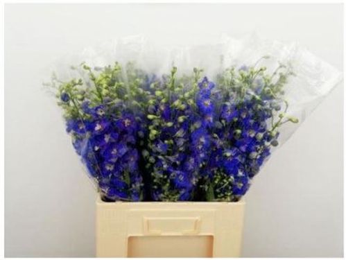 produktbild för Delphinium Candle blue shades