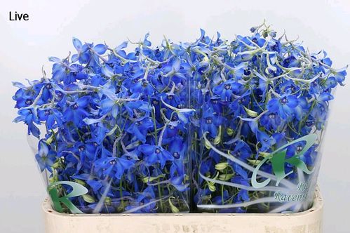 produktbild för Delphinium Volkerfrieden