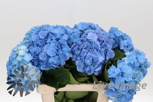 produktbild för Hortensia