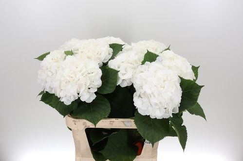 produktbild för Hortensia