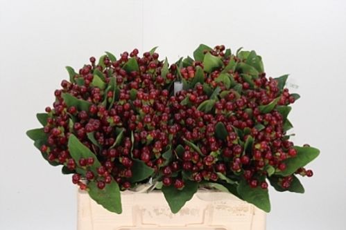 produktbild för Hypericum Magical cherry