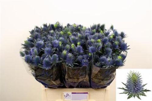 produktbild för Eryngium Supernova