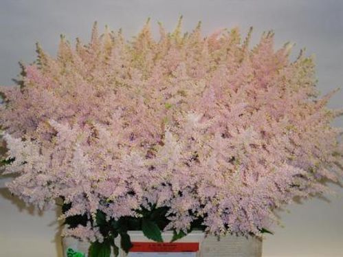 produktbild för Astillbe