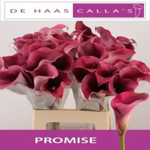 produktbild för Calla Captain Promise