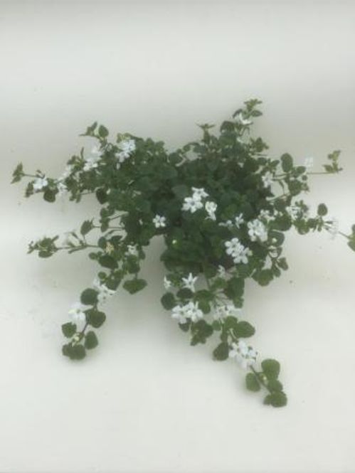 produktbild för Bacopa/Snöflinga D11 X 15