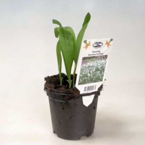 produktbild för Ramslök Allium Ursinum D11 X 12