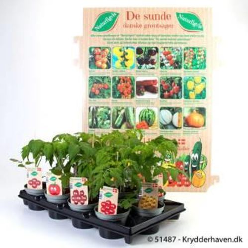 produktbild för Tomatplanta D10 X 12 Mix