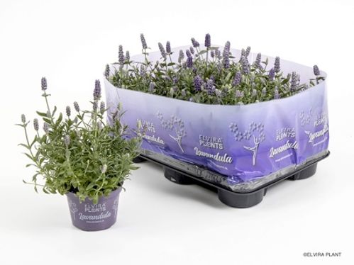 produktbild för Lavendel Hidcote Blue D11 X 8