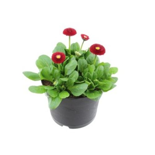 produktbild för Bellis Perennis D11 X 14