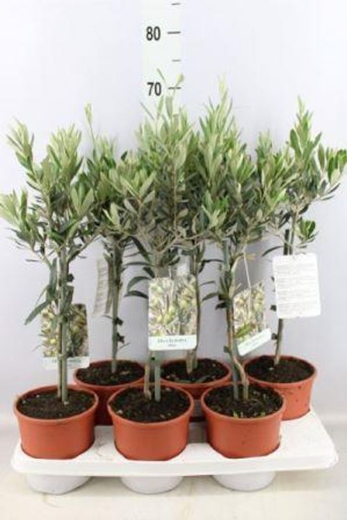 produktbild för Olivträd på stam D15 X 6
