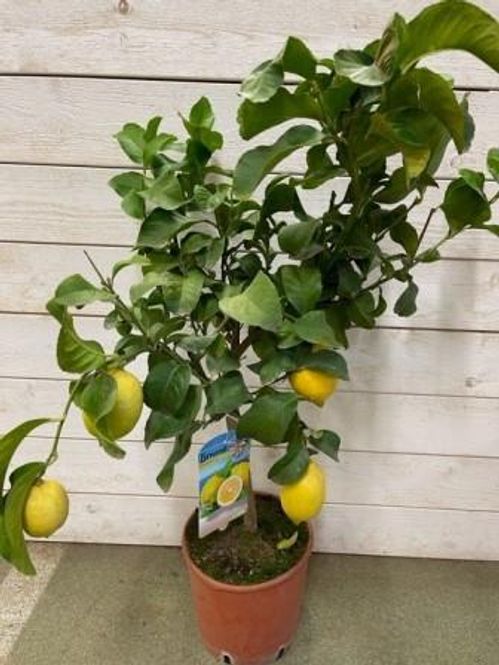 produktbild för Citrusträd på stam D20 X 1 Citron med frukt 1+