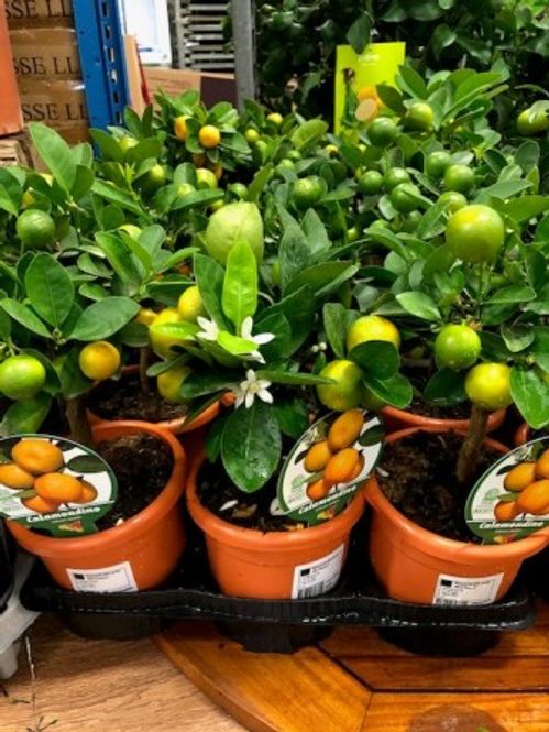 produktbild för Citrusträd på stam D15 X 2 Calamondin