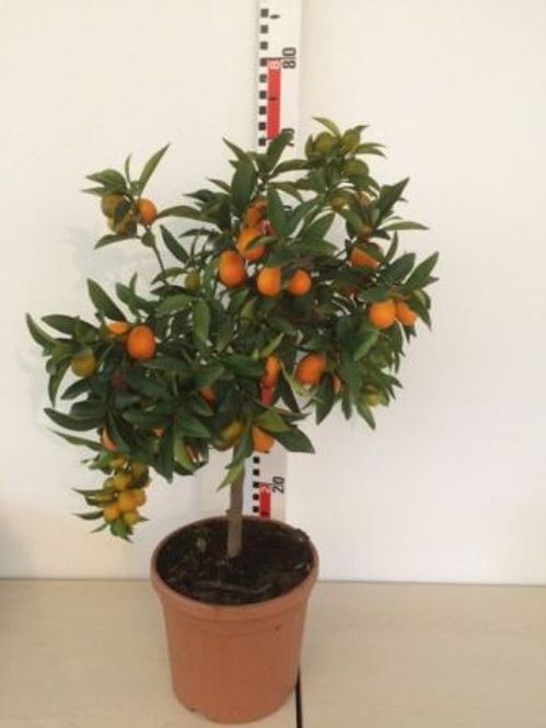 produktbild för Citrusträd på stam D20 X 1 Kumquat