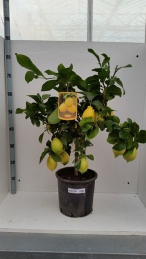 produktbild för Citrusträd på stam D20 X 1 Citron 3+ frukt