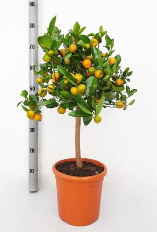 produktbild för Citrusträd på stam D20 X 1 Calamondin