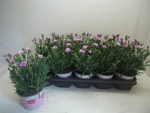 produktbild för Nejlika i kruka D12 X 10 Pink Kisses