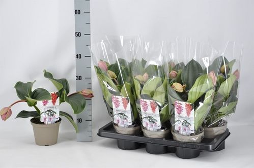 produktbild för Medinilla Piccolini 2-3+ D14 X 7 Rosenskärm