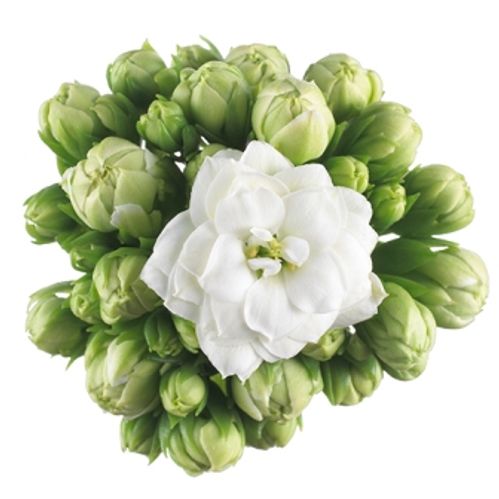 produktbild för Kalanchoe Calandiva D6 X 12 Mini