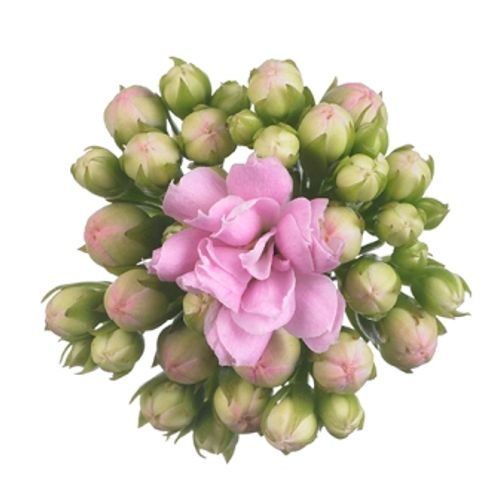 produktbild för Kalanchoe Calandiva D6 X 12 Mini