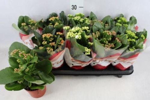 produktbild för Kalanchoe Calandiva D10,5 X 10