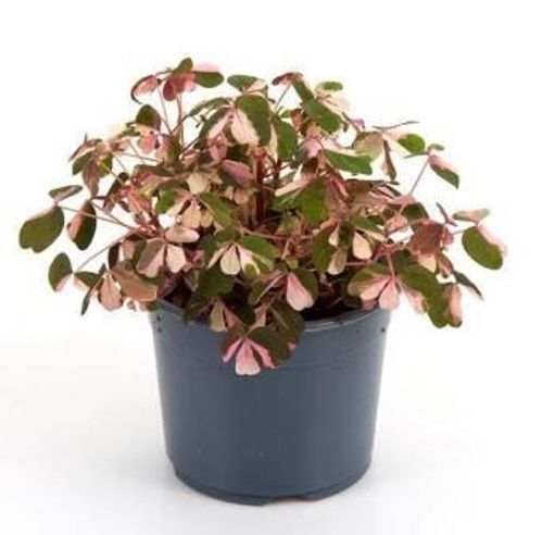 produktbild för Klöver/Oxalis D10 X 15 Crazy Plum Nyhet!