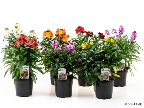 produktbild för Erysimum D12 X 10