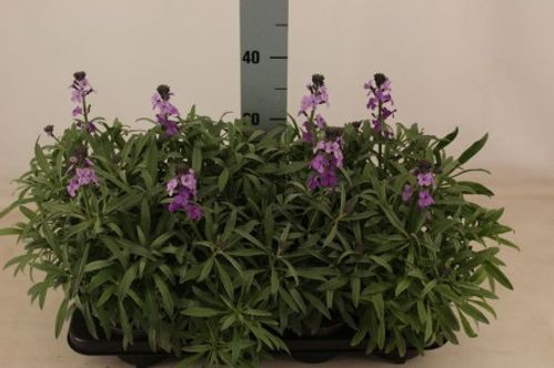 produktbild för Erysimum D12 X 10