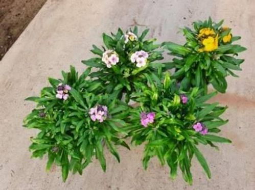 produktbild för Erysimum D12 X 10