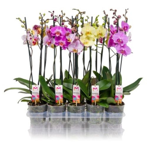 produktbild för Phalaenopsis 2Gr D12 X 10 Marel