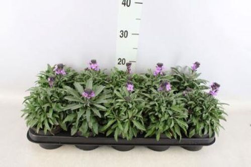 produktbild för Erysimum D13 X 8 Bowles Mauve