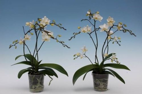 produktbild för Phalaenopsis 2-4Gr D9 X 12 Wildflowers