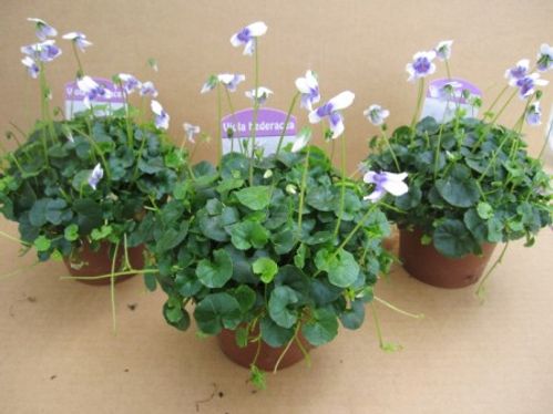 produktbild för Viola Hederacea D9 X 9