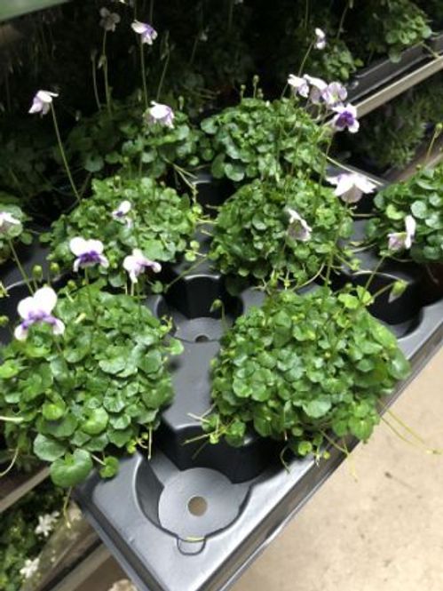 produktbild för Viola Hederacea D6 X 12 Mini