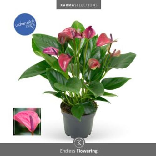 produktbild för Anthurium D12 X 10 Pure Purple