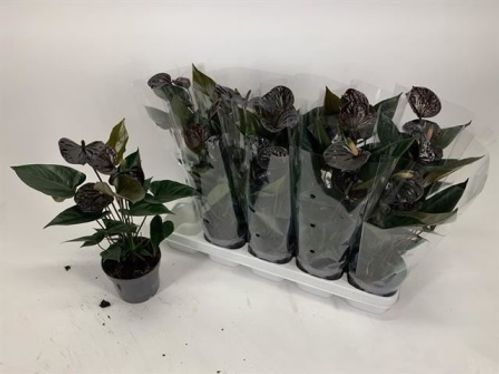 produktbild för Anthurium D12 X 10 Black Love