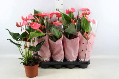 produktbild för Anthurium D12 X 10 Sweet Dream