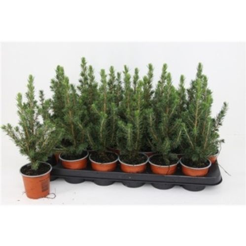 produktbild för Picea Glauca Conica D9 X 18 Sockertoppsgran