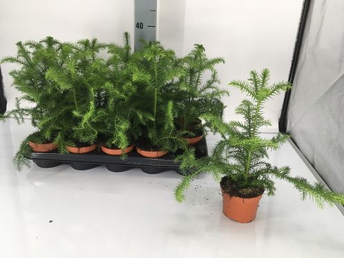 produktbild för Araucaria D10,5 X 15 Rumsgran