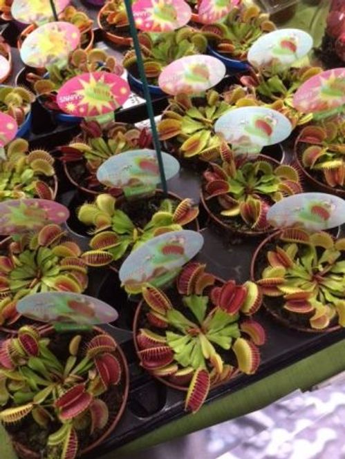 produktbild för Köttätande D9 X 12 Dionaea Muscipula