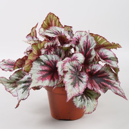 produktbild för Begonia Rex D12 X 6 Evning Glow Skalleberg