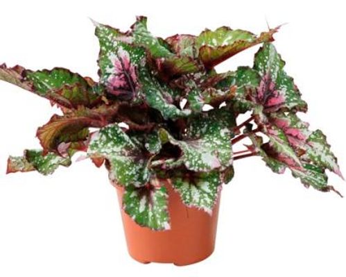 produktbild för Begonia Rex D12 X 6 Alaska Creek Skalleberg