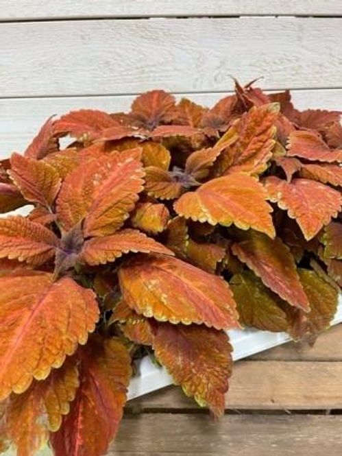 produktbild för Palettblad Coleus D12 X 8 Sunset Boulevard Skalleb