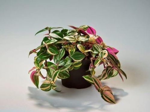 produktbild för Tradescantia Tricolor D6 X 12 Mini