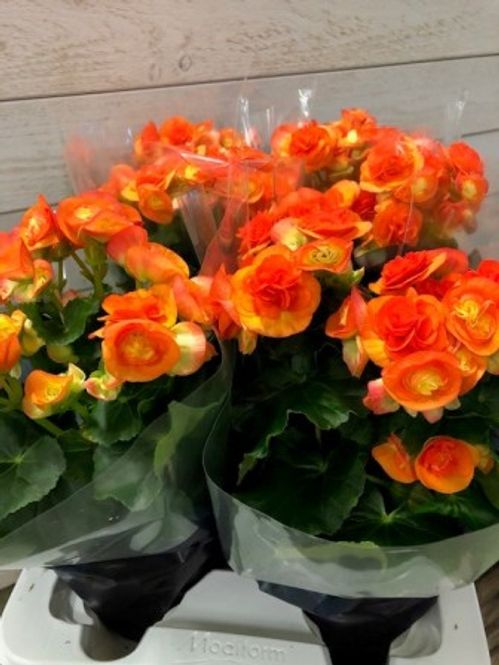 produktbild för Begonia D12 X 6 Skalleberg